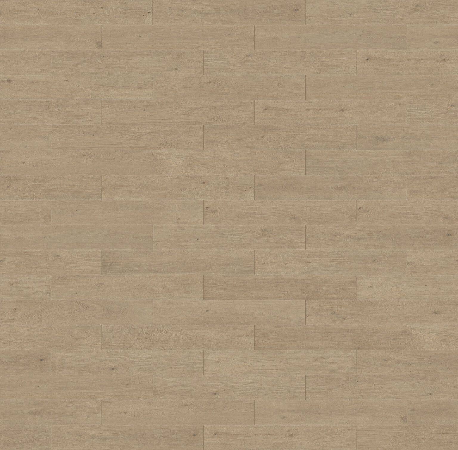 Roverello image number null