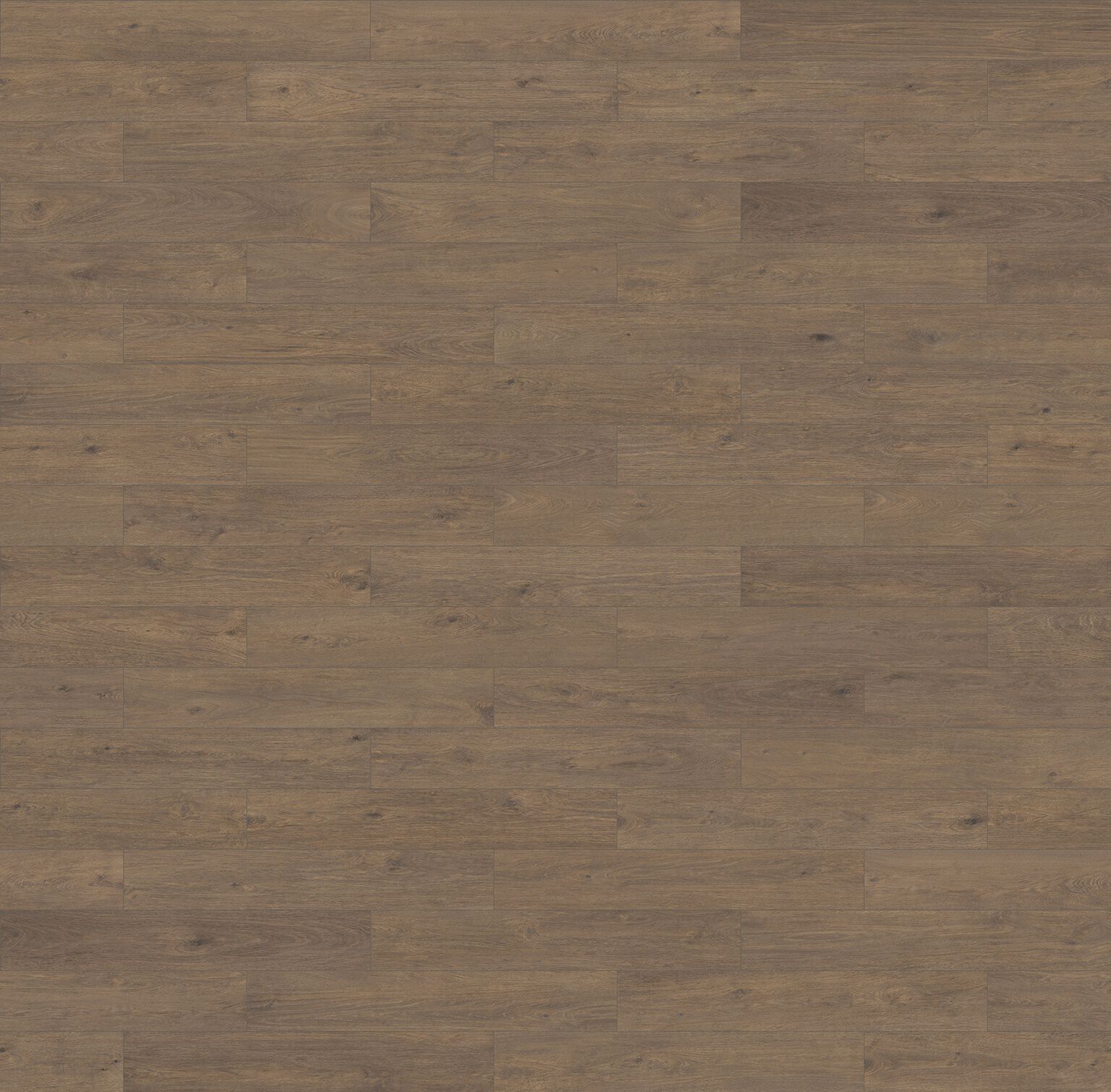 Roverello image number null